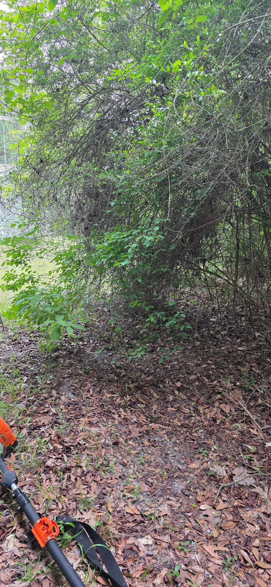 Brush and overgrowth cleanup project by Lady Edge