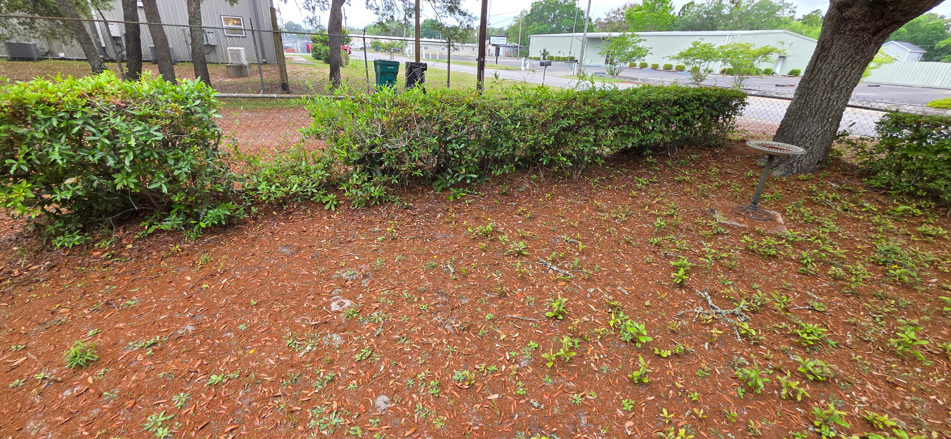 Mulched bed and hedges along chain-link fence cleaned up by Lady Edge